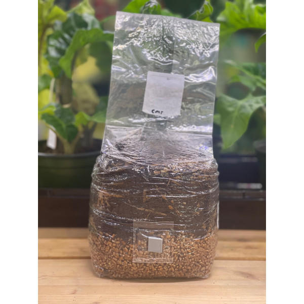 Unicorn Bags 5 lb Mushroom Substrate Bag 5 Micron – Cultivate Supply