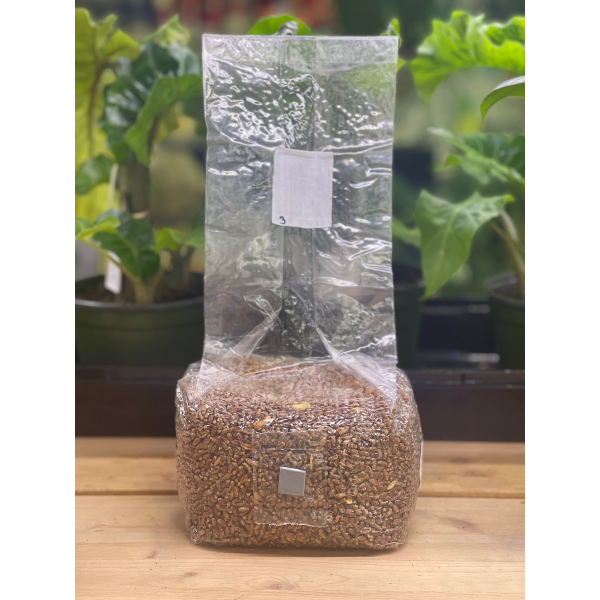 Sterilized Millet Bags with or without Injection Port | Mycoatlantic