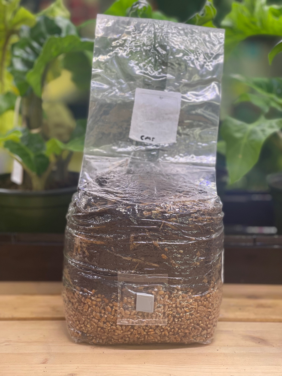 Growing Mushrooms in a Bag: Step-by-Step-Instructions